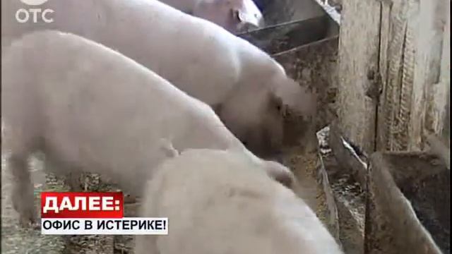 В почве возле новосибирских свиноферм обнаружены болезнетворные бактерии смотреть онлайн