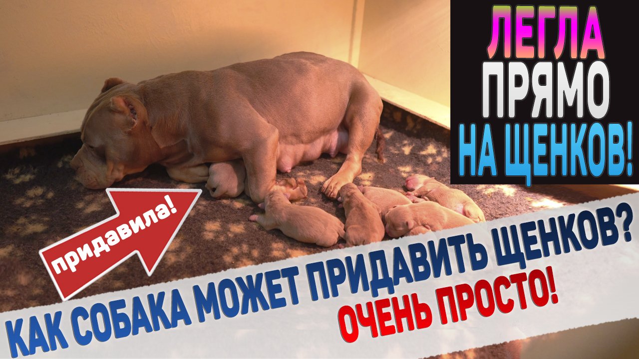 Собака придавила щенков!!! смотреть онлайн