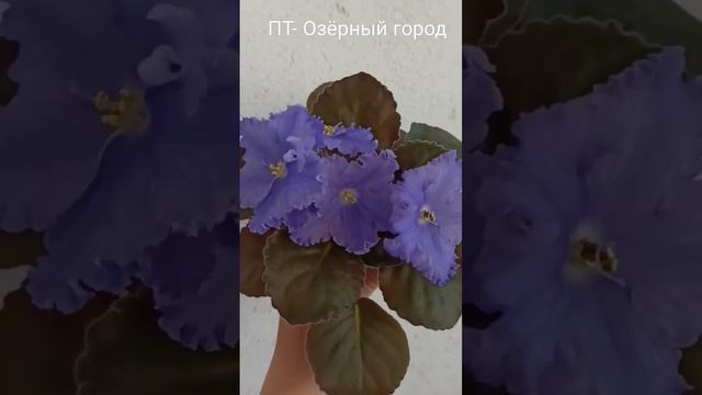 Фиалка ПТ- Озерный город смотреть онлайн