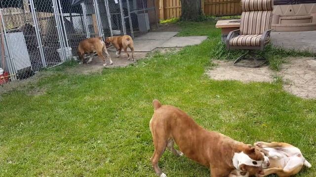 Turner's red tiger Bulldogs смотреть онлайн