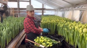 Тюльпан 2023, обзор сорта авангард.