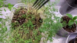 ГРОМ-2 инсектицид | Как избавиться от комнатных мошек и почвенных комариков | Желтая клейкая ловушк