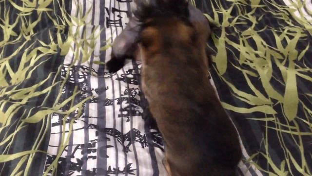 Лера играет Элвином))) смотреть онлайн