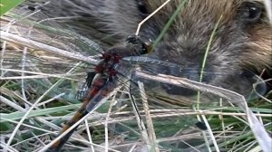 За Весной! По Западной Сибири.