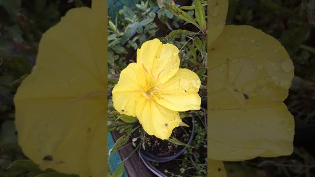 Энотера миссурийская (Oenothera missouriensis) смотреть онлайн