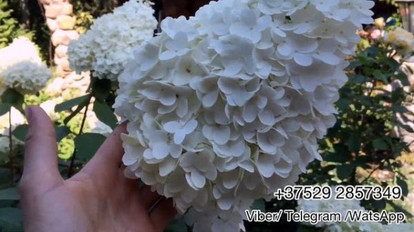 Обзор метельчатой гортензии Magical Moonlight (Мэджикал Мунлайт). Беларусь