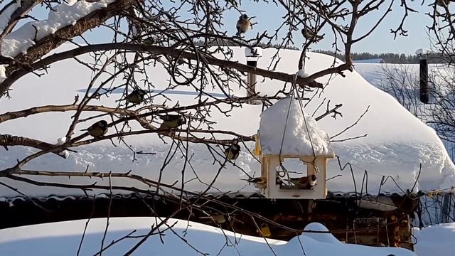 Кормушка для птиц смотреть онлайн