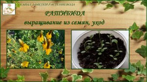 Ратибида колоновидная - выращивание из семян, уход