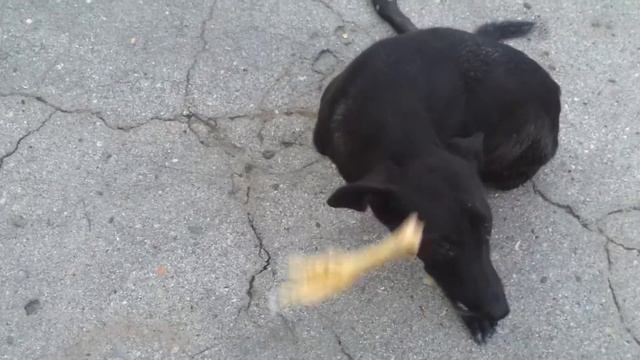 Собака инвалид