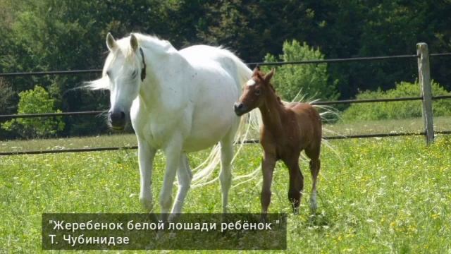 Сборник песен про лошадей Часть 2 смотреть онлайн