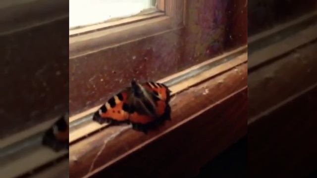 Новогодняя шоколадница на даче!!! смотреть онлайн