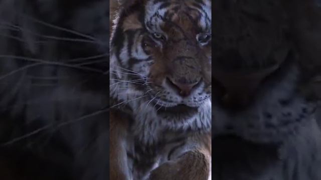 Animals смотреть онлайн