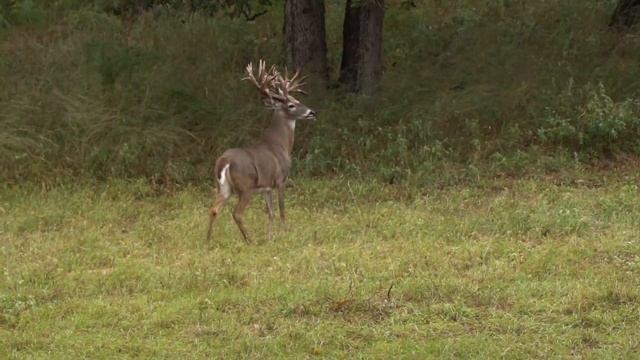 The BEST Texas Trophy Whitetail Hunts!! | Texas Hidden Springs Ranch смотреть онлайн