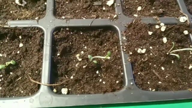 Эксперименты с картофелем. смотреть онлайн