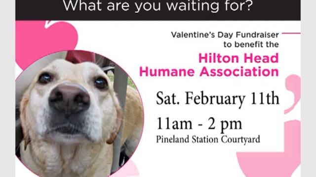 Hilton Head Humane Association 2012 Valentine's Day Fundraiser! смотреть онлайн