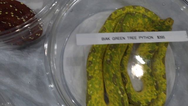 Tinley NARBC is Back! My pursuit of Captive Bred Green Tree Pythons & Emeralds at the Show! смотреть онлайн