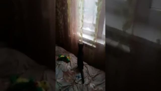 Чёрно-белый сурикат у меня в доме!!! смотреть онлайн