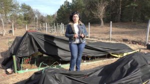 Уход за розами. С чего начать сезон цветения роз. Первые весенние работы  в розарии.Сезон 2019