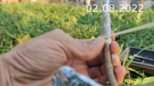 прививка персика прививочным секатором летом