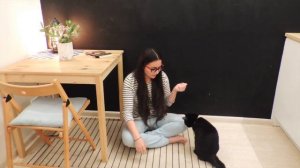 Как научить кота давать лапу за 10 минут.