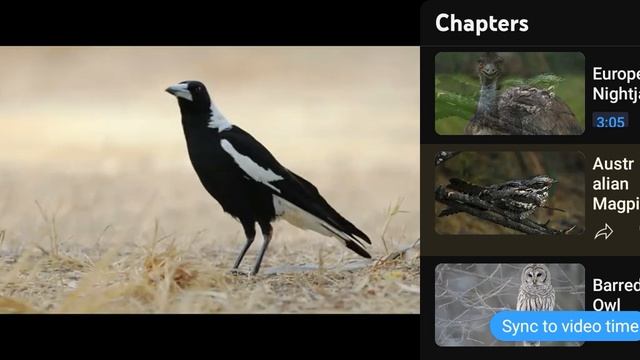 origin of feather family jeholornis call смотреть онлайн