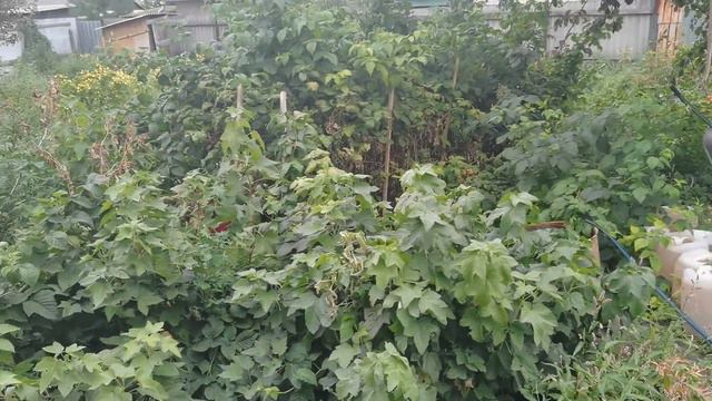 ВЕРНУЛИСЬ В ДЕРЕВНЮ.ОТКУДА СТОЛЬКО ДЕТЕЙ!?? КРАСИВЫЕ МЕСТА смотреть онлайн