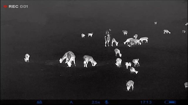 Video Compilation: Pulsar Helion 2 XP50 PRO (2021) NETD 25mK - 640x480@17µm смотреть онлайн