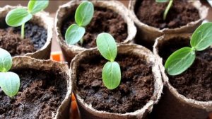 ОГУРЕЦ ПРЕСТИЖ F1 - РАННИЙ, ВЫСОКОУРОЖАЙНЫЙ, УСТОЙЧИВЫЙ К ПЕРЕПАДАМ ТЕМПЕРАТУР ГИБРИД