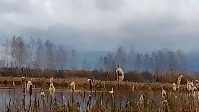 Лебединое озеро смотреть онлайн