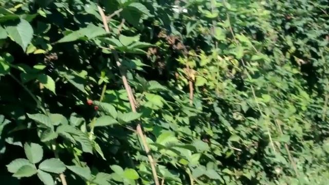 ЕЖЕВИКА. УХОД, РАЗМНОЖЕНИЕ ЕЖЕВИКИ Обзор нашей ежевики dewberry смотреть онлайн