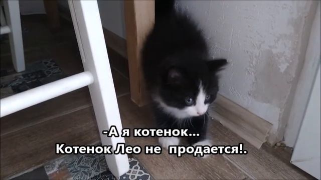 Куклы Марионетки Купить Тут Кукольная мастерская Виты Власс смотреть онлайн