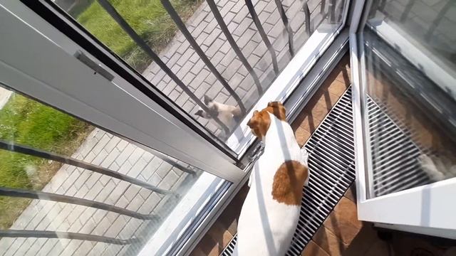 Корень тополя смотреть онлайн