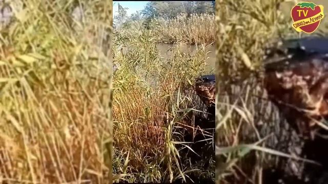 ?Экологическая язва на теле России | Станица Полтавская Краснодарского края вновь в фокусе внимания смотреть онлайн