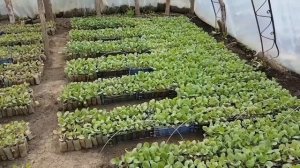 Дополнительные укрывные материалы внутри теплицы. АГРОСПАН. ПЛЁНКА. Как и почему ТАК???