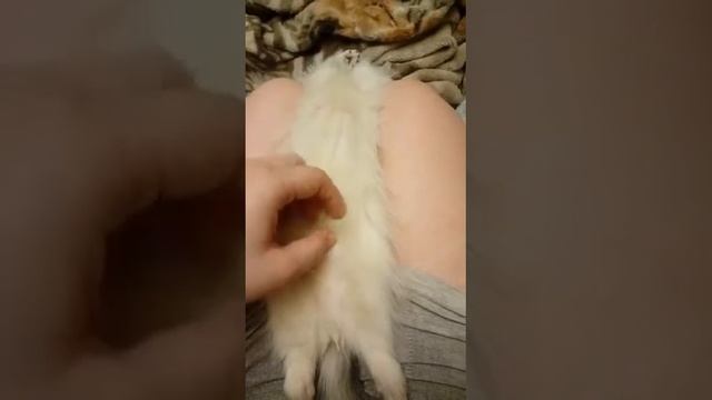 Хорявый сон смотреть онлайн