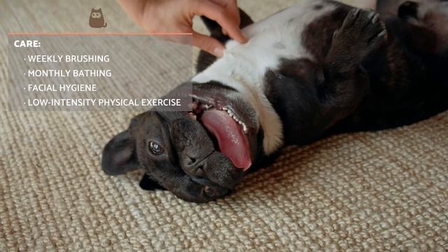 The FRENCH BULLDOG - Training And Care