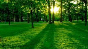 Нина Матвиенко. Квiтка -  Душа