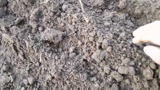 Сажание чеснока с автоматической сажалкой. смотреть онлайн