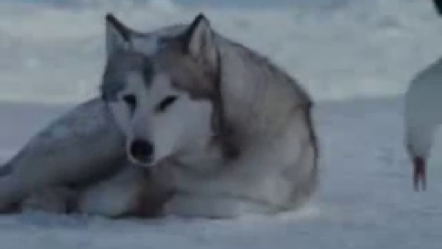 Вот что значит настоящая любовь (1) смотреть онлайн