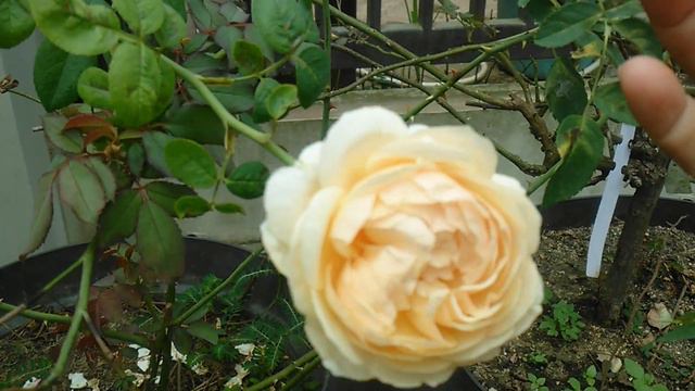 Mawar English Rose Charles Darwin