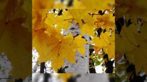 Над рекой, над лесом рос кудрявый клён ✨?✨