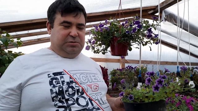 ВЕГЕТАТИВНЫЕ ПЕТУНИИ ВЫСАЖИВАЮ в кашпо на зимовку. смотреть онлайн