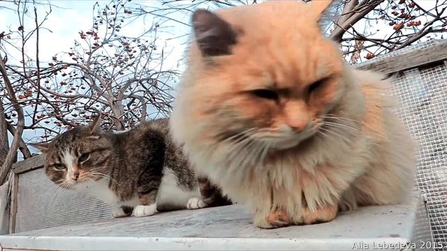 Siberian cats, Pooh and Rych, Lapochka, Solnyshko, 2015 Сибирские кошки, Пух и Рыч смотреть онлайн