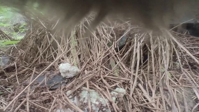 Cat adventures, first test, Insta360 Go 2 смотреть онлайн