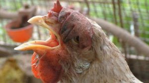10 интересных фактов о курах 10 interesting facts about chicken
