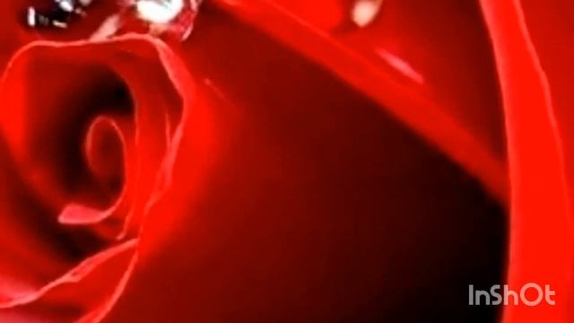 Роза - Царица цветов. Вальс. смотреть онлайн