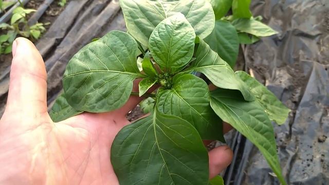 Вирощування Перцю Геркулес в теплиці. активний ріст смотреть онлайн