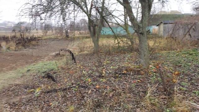 Пересадка одичавшей малины, сравнение до и после время провождения в деревне. Анти город 7 Anti Cit смотреть онлайн