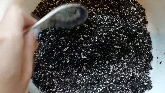 Фикус каучуконосный Мелани. Пересадка. смотреть онлайн