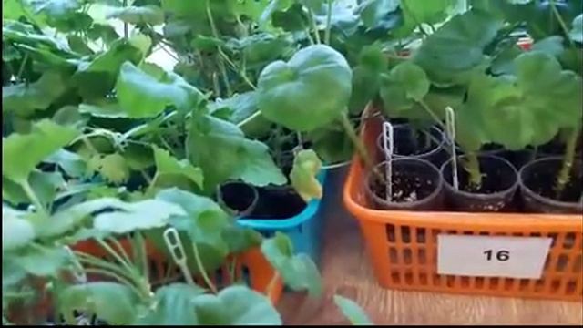 Организация хранения и учета черенков пеларгоний Цветочный городок смотреть онлайн